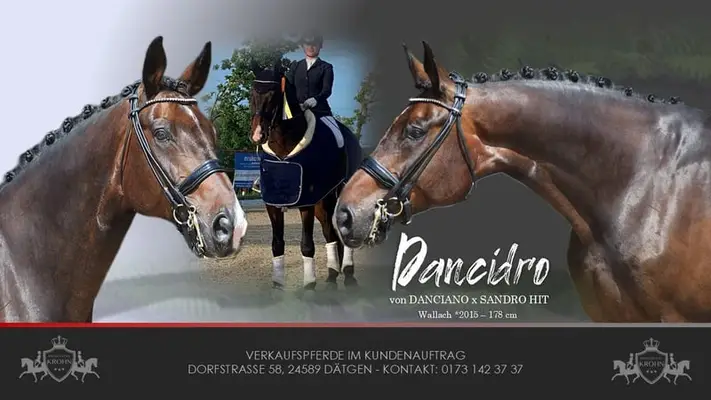 Dressage Ribbon Collector M / S & Heart & Rideability Suitable for Juniors