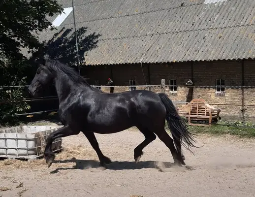 Friesen-Zuchtstute im Barockstil, 1,62 m, ungeritten, geborene 2008