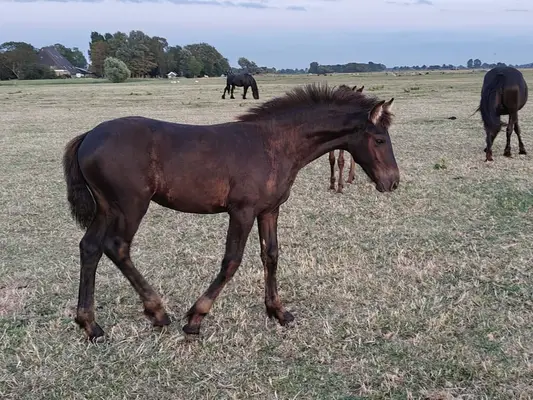 Potro frisón hembra y potro macho directamente de la yeguada familiar