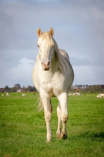 Bildhübscher cream champagne dun quarter hengst AQHA
