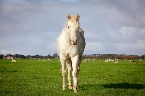 Bildhübscher cream champagne dun quarter hengst AQHA