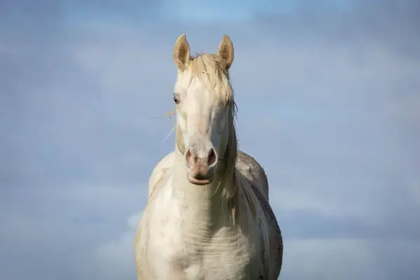Bildhübscher cream champagne dun quarter hengst AQHA