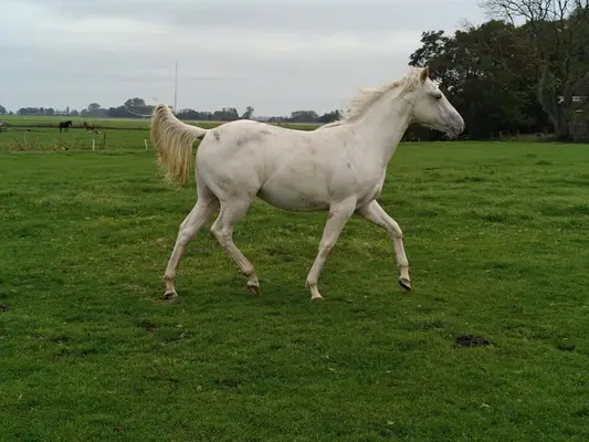 Bildhübscher cream champagne dun quarter hengst AQHA