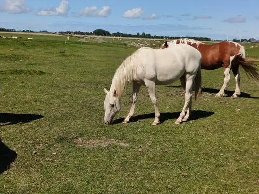 Bildhübscher cream champagne dun quarter hengst AQHA