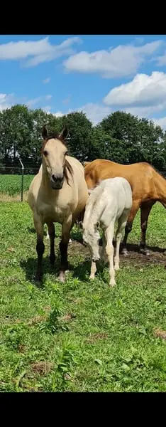 Bildhübscher cream champagne dun quarter hengst AQHA
