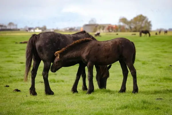 Super mooie barokke Friese hengst en merrieveulens