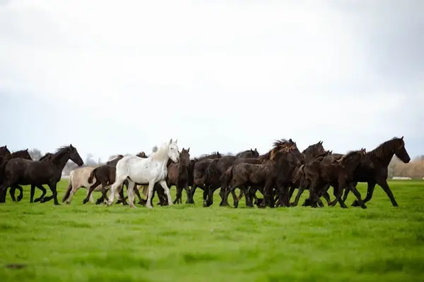Super mooie barokke Friese hengst en merrieveulens