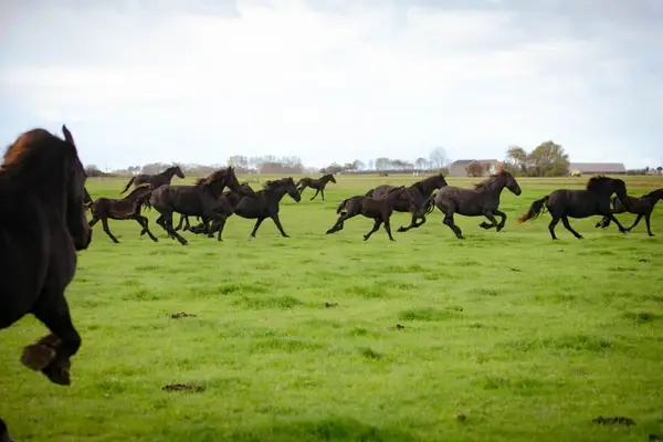 Super mooie barokke Friese hengst en merrieveulens