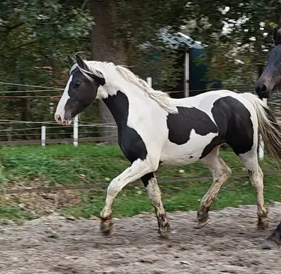 Semental barroco pinto negro y blanco, aires fantásticos, muy elegante
