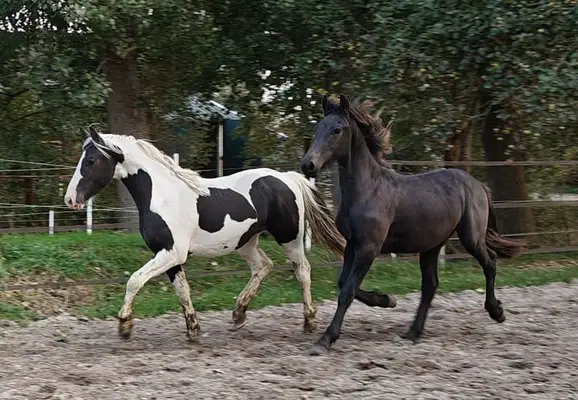 Schwarzbunte Barock Pinto Hengst, tolle Gänge, sehr schick