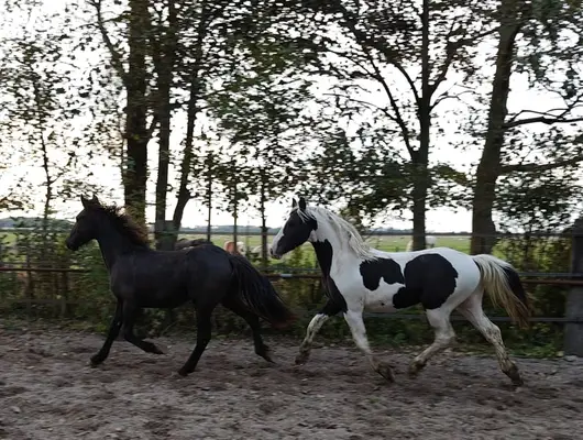 Schwarzbunte Barock Pinto Hengst, tolle Gänge, sehr schick