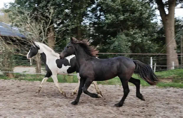 Schwarzbunte Barock Pinto Hengst, tolle Gänge, sehr schick