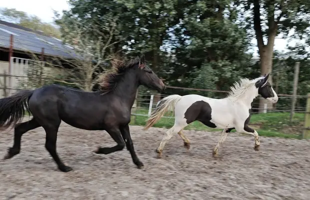 Schwarzbunte Barock Pinto Hengst, tolle Gänge, sehr schick