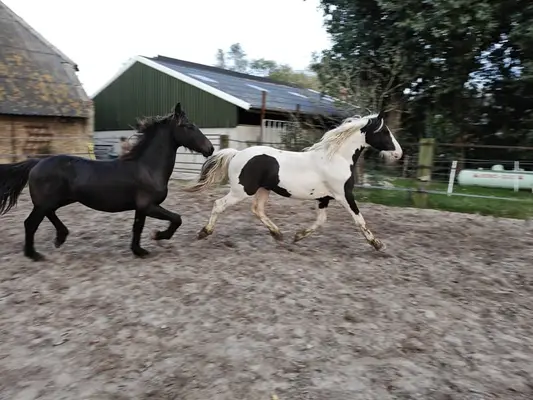 Schwarzbunte Barock Pinto Hengst, tolle Gänge, sehr schick