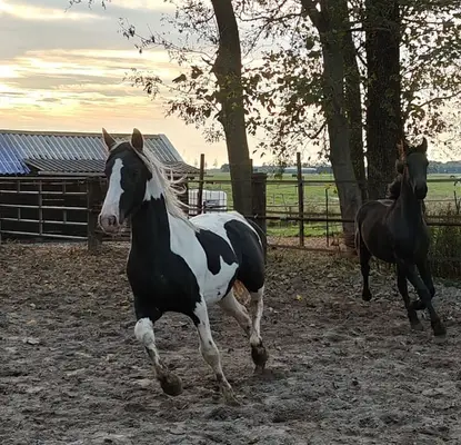 Schwarzbunte Barock Pinto Hengst, tolle Gänge, sehr schick