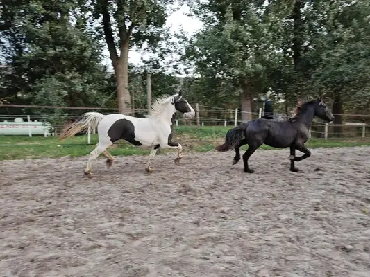 Schwarzbunte Barock Pinto Hengst, tolle Gänge, sehr schick