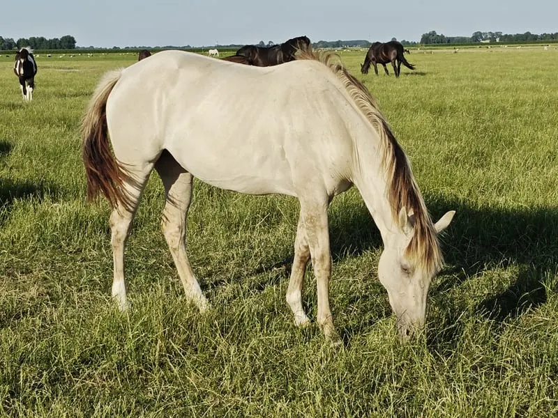 Bijzondere Classic champagne quarter x Appaloosa merrie 2,5 jaar