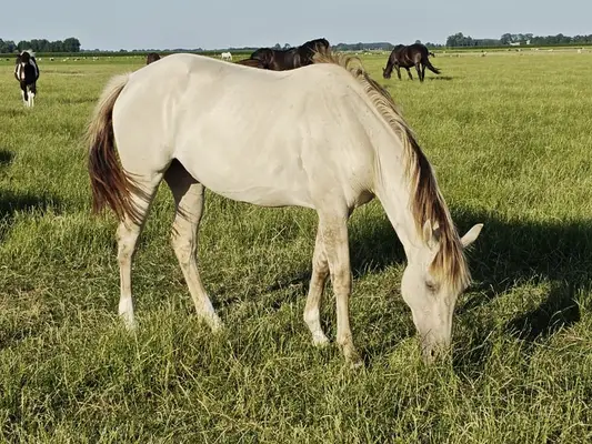 Bijzondere Classic champagne quarter x Appaloosa merrie 2,5 jaar