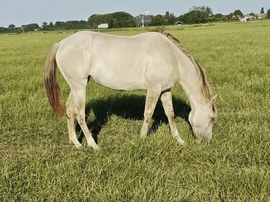 Bijzondere Classic champagne quarter x Appaloosa merrie 2,5 jaar