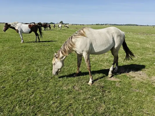 Bijzondere Classic champagne quarter x Appaloosa merrie 2,5 jaar