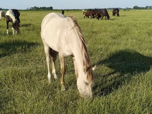 Bijzondere Classic champagne quarter x Appaloosa merrie 2,5 jaar
