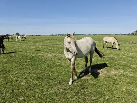 Bijzondere Classic champagne quarter x Appaloosa merrie 2,5 jaar