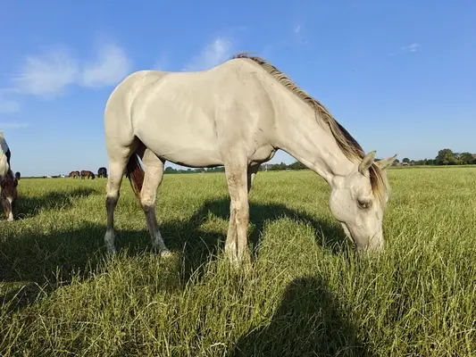 Bijzondere Classic champagne quarter x Appaloosa merrie 2,5 jaar