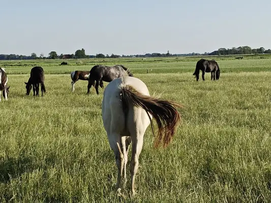 Bijzondere Classic champagne quarter x Appaloosa merrie 2,5 jaar