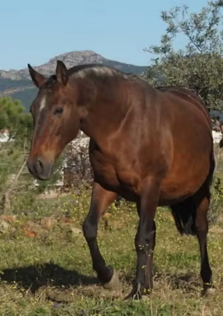 Yegua PRE de 158 cm con líneas de sangre A y E, descendencia espectacular y carácter seguro – montada, apta para ocio y también adecuada para niños.