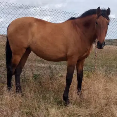 Grootformaat PRE merrie
