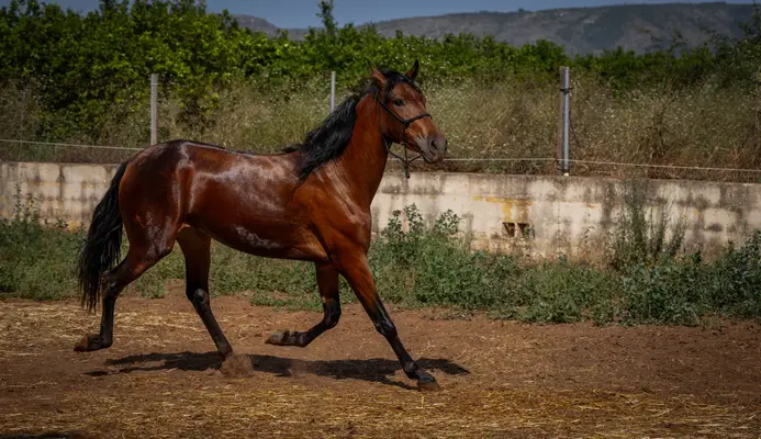 Belle sportiva PRE giumenta per tempo libero, sport o allevamento