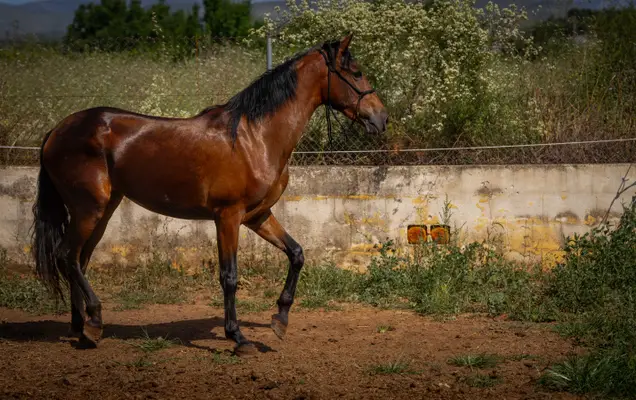 Belle sportiva PRE giumenta per tempo libero, sport o allevamento