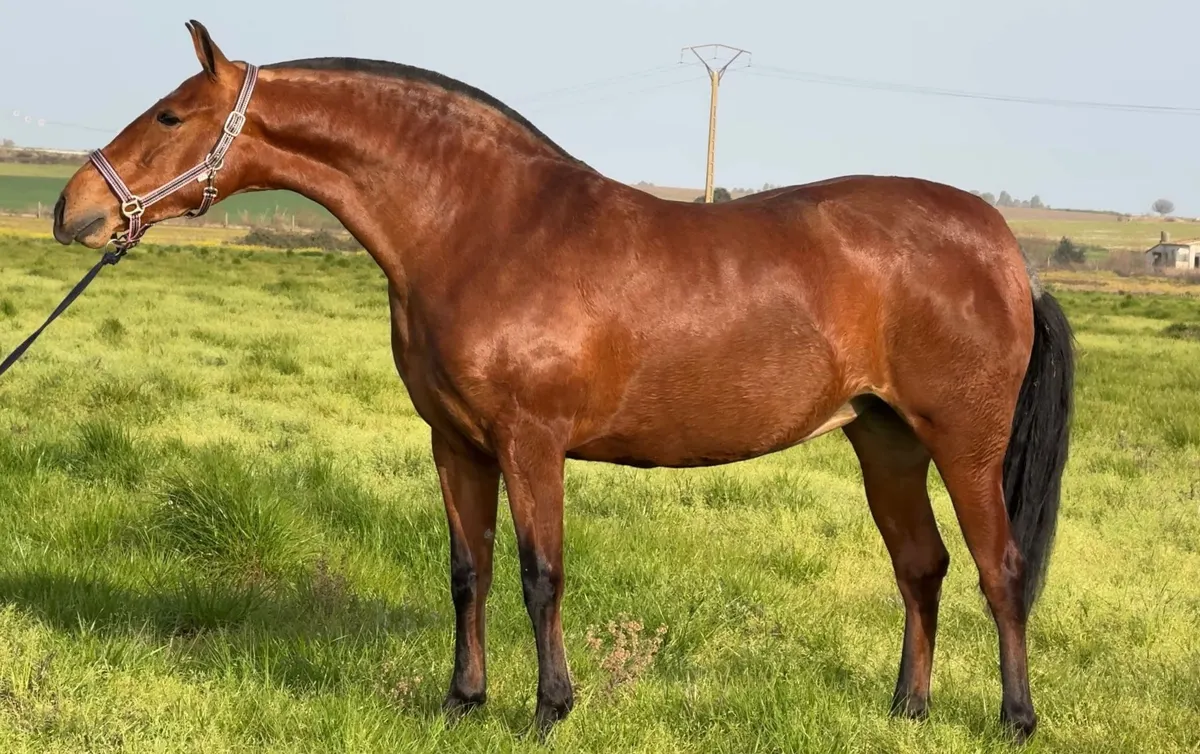 Yegua PRE barroca con expresión y potencial de futuro