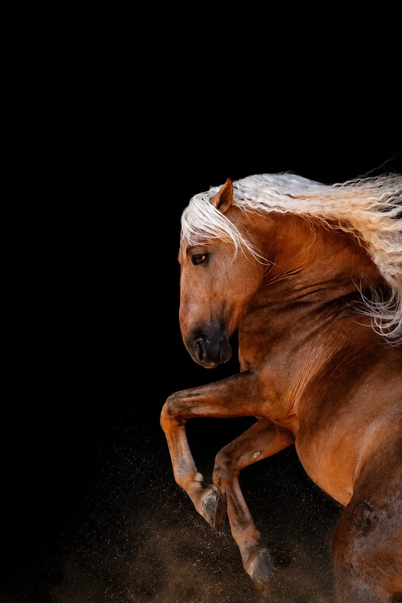 Spanischer PRE | 7 Jahre alt | 1,68 m | Pirofrei | Hohe Schule geritten | Dunkelpalomino