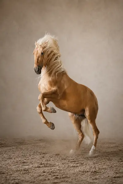 Hiszpański PRE | 7 lat | 1,68 m | Wolny od piro | Jeżdżony w szkole wyższej | Ciemny palomino