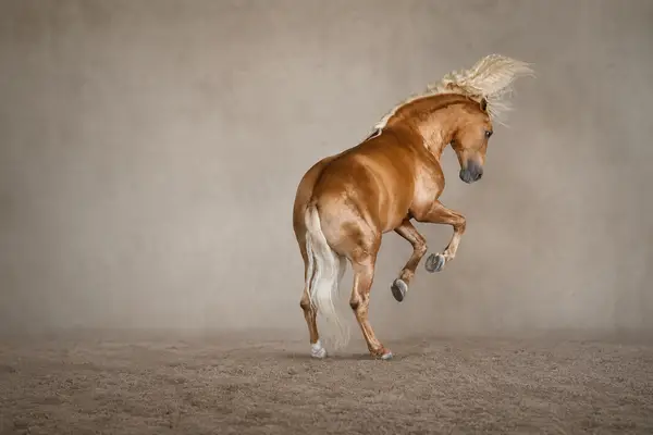 Hiszpański PRE | 7 lat | 1,68 m | Wolny od piro | Jeżdżony w szkole wyższej | Ciemny palomino