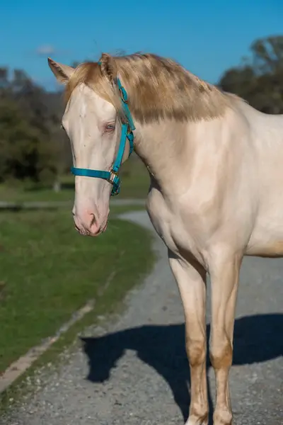 Verschmuster 3-jähriger PRE mit sanftem Wesen, guter Sozialisierung und Potenzial für Dressur, Working Equitation oder Freizeit.