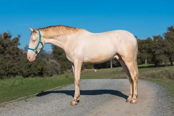 Verschmuster 3-jähriger PRE mit sanftem Wesen, guter Sozialisierung und Potenzial für Dressur, Working Equitation oder Freizeit.