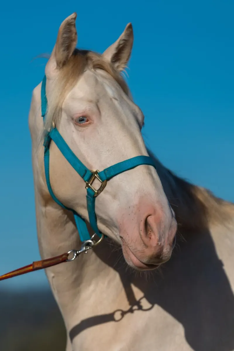 Verschmuster 3-jähriger PRE mit sanftem Wesen, guter Sozialisierung und Potenzial für Dressur, Working Equitation oder Freizeit.