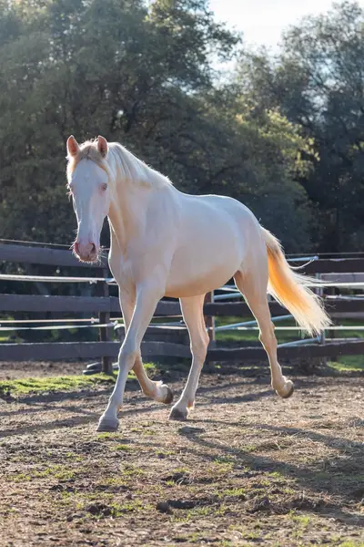 Verschmuster 3-jähriger PRE mit sanftem Wesen, guter Sozialisierung und Potenzial für Dressur, Working Equitation oder Freizeit.