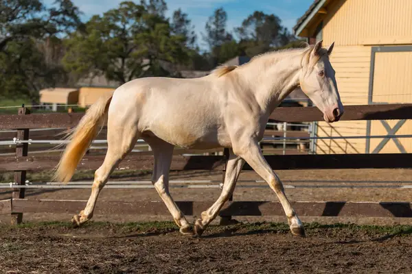 Verschmuster 3-jähriger PRE mit sanftem Wesen, guter Sozialisierung und Potenzial für Dressur, Working Equitation oder Freizeit.