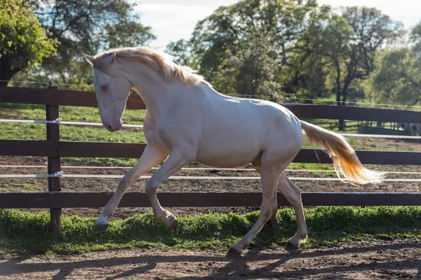 Verschmuster 3-jähriger PRE mit sanftem Wesen, guter Sozialisierung und Potenzial für Dressur, Working Equitation oder Freizeit.