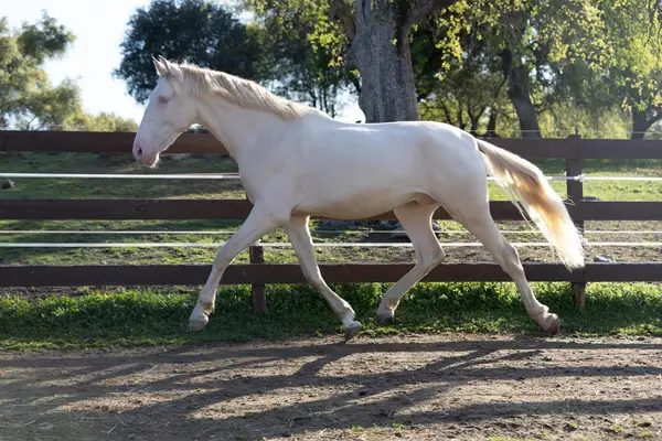 Verschmuster 3-jähriger PRE mit sanftem Wesen, guter Sozialisierung und Potenzial für Dressur, Working Equitation oder Freizeit.