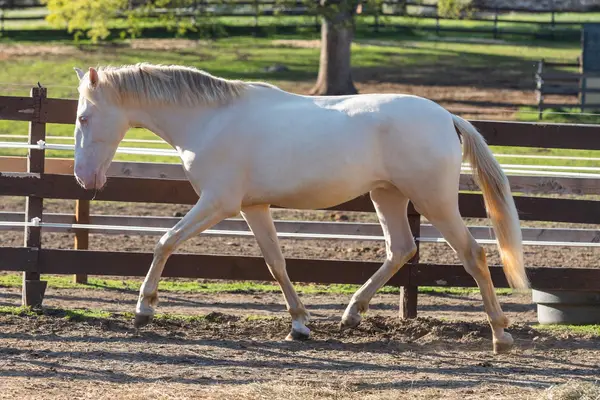 Verschmuster 3-jähriger PRE mit sanftem Wesen, guter Sozialisierung und Potenzial für Dressur, Working Equitation oder Freizeit.