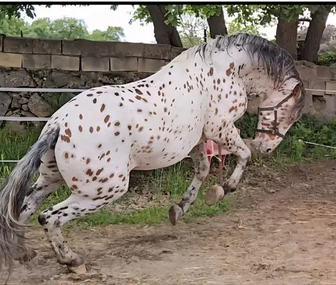 Raina lusitano stute tragend