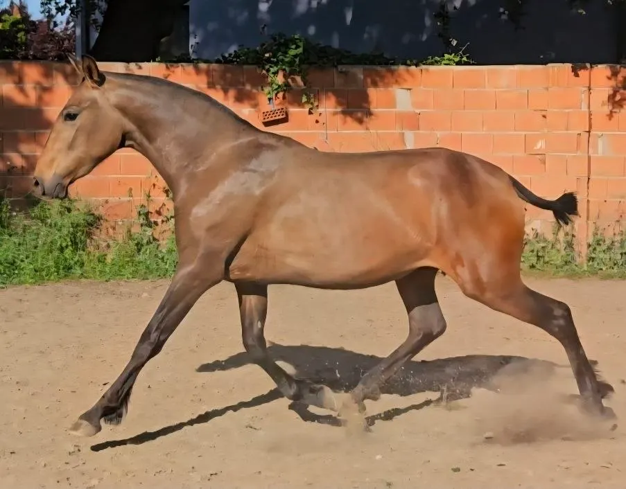Raina lusitano stute tragend