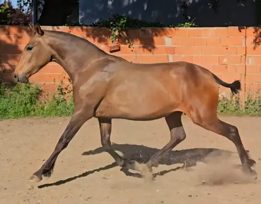 Raina yegua lusitana preñada