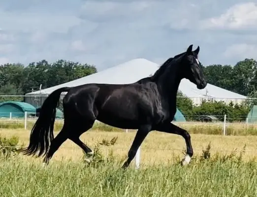 Small but fine 3-year-old black mare with interesting pedigree