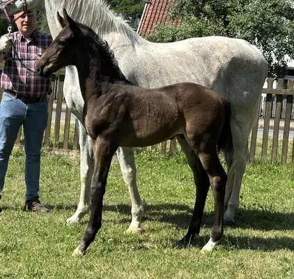 Typey colt foal by Fürstenball x Sie Donnerhall