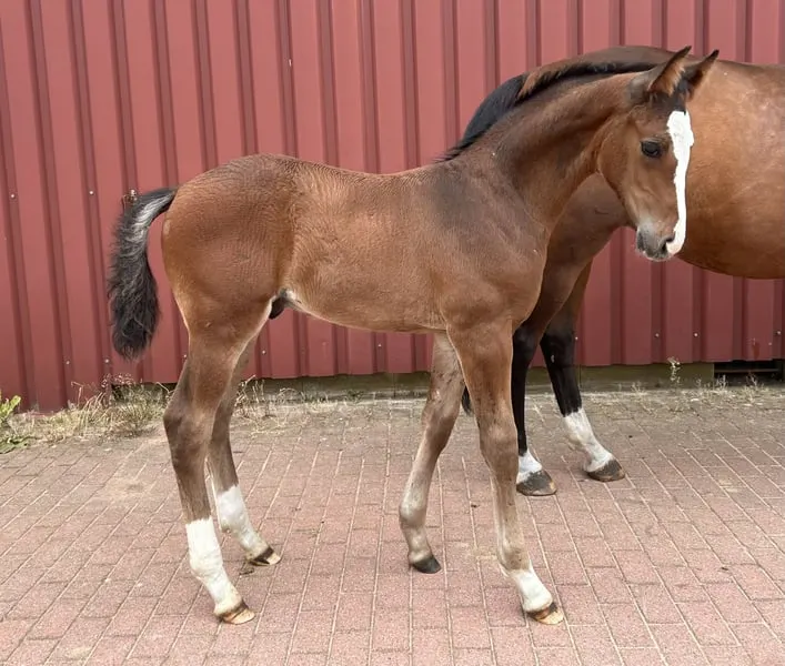 Hengstfohlen mit Springblut der Extraklasse